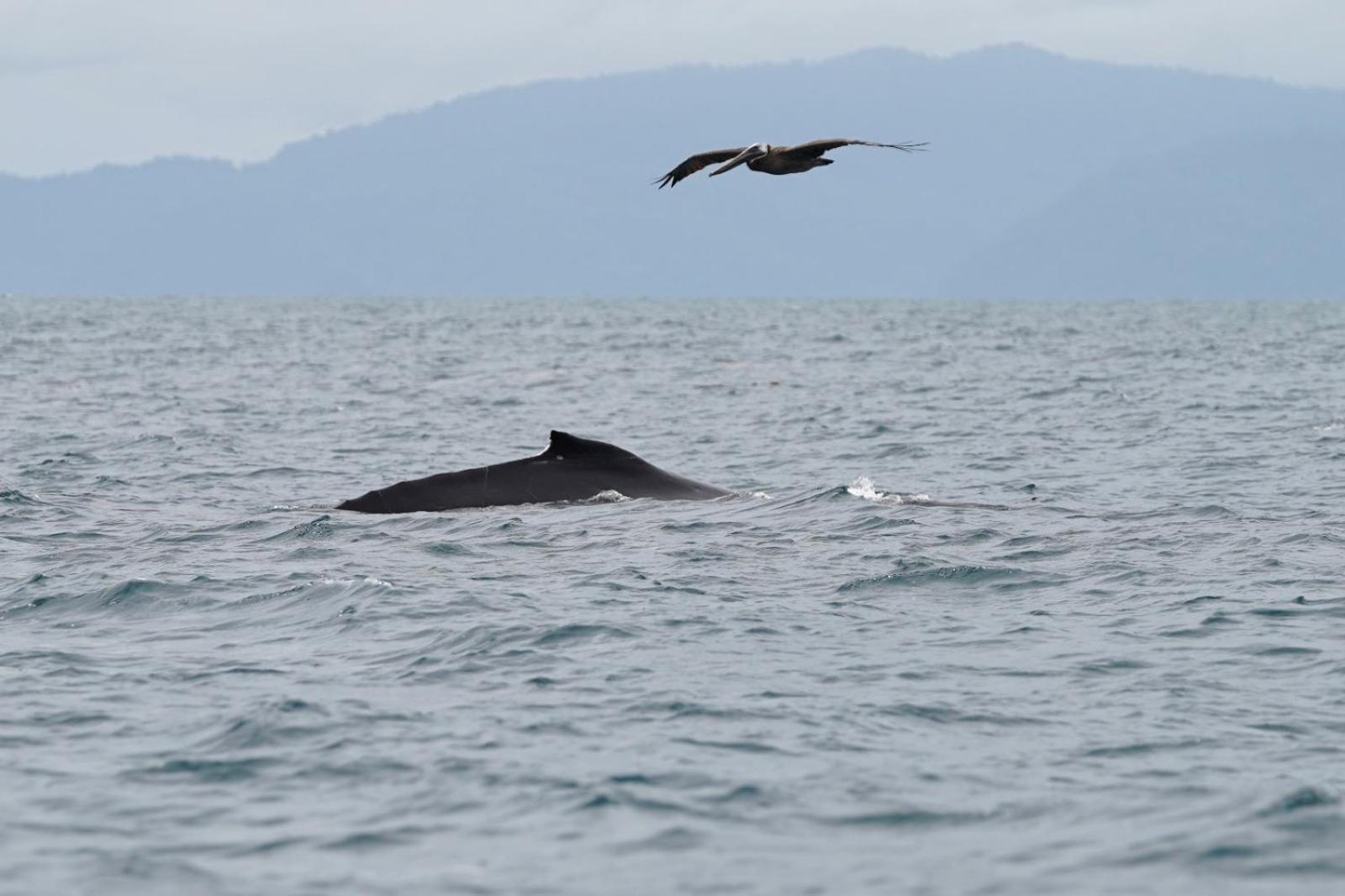 Dolphin Quest Costa Rica Βίλα Piedras Blancas Εξωτερικό φωτογραφία